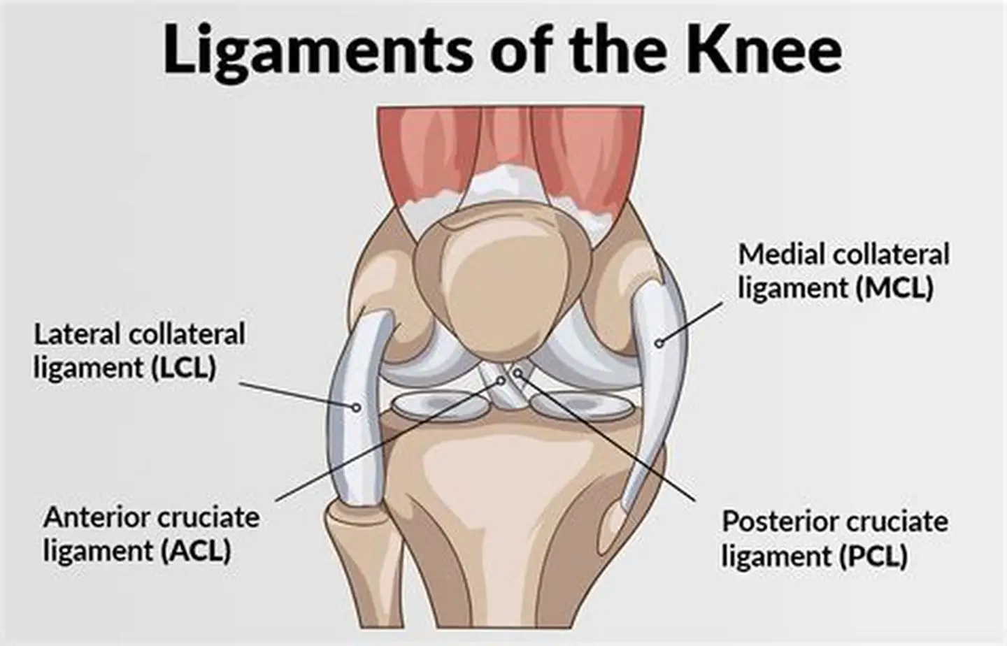 Best knee ligament surgeon in rewa