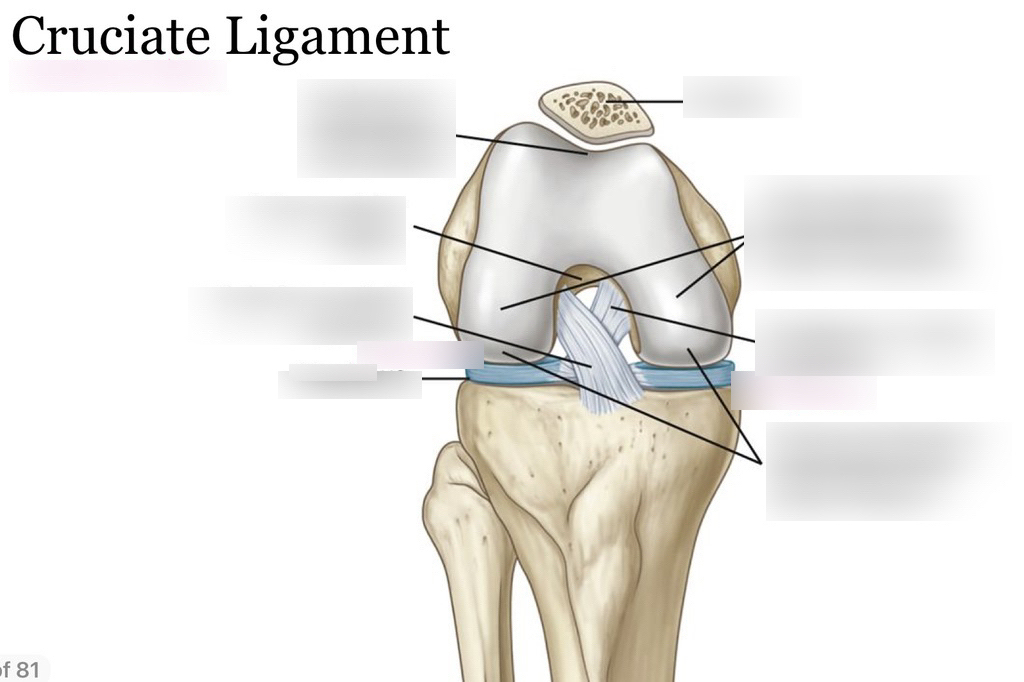 Cruciate ligament repair and reconstruction in nagpur